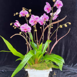 Pink orchids in a white planter with broad green leaves