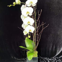 Tall white orchid arrangement in a square black container