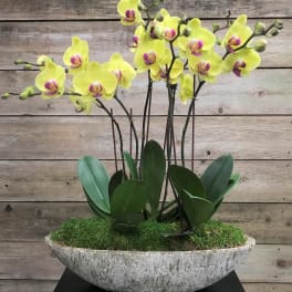 Yellow orchids in a shallow stone planter with moss