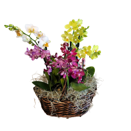 Local Orchid Basket