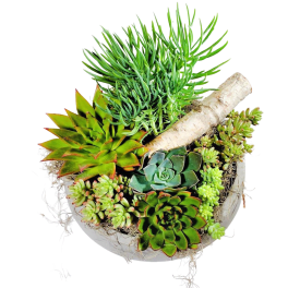 Succulent arrangement in a white bowl with a birch branch