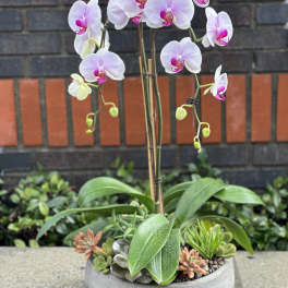 Potted orchid with pale pink blooms and succulents in a shallow gray planter