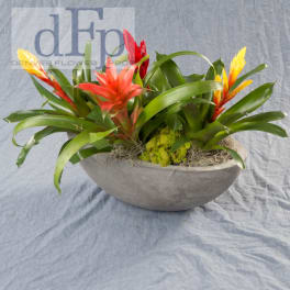 Bromeliad planter