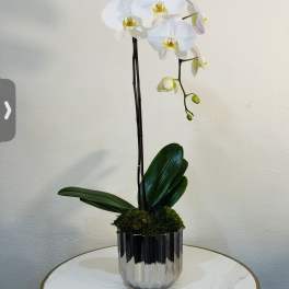 Luxury White Orchid in Modern Silver Vase