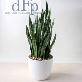 Snake plant or Sanseveria