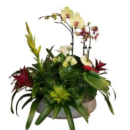Large Indoor Tropical planter