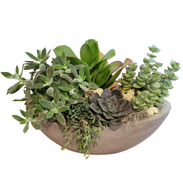 Locally Grown Succulent Planter