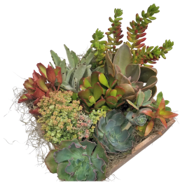 Succulent Planter box