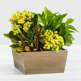A Vintage Garden Planter