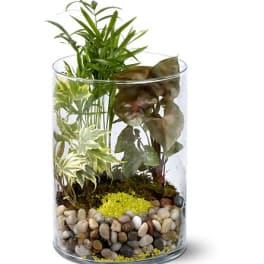 Glass cylinder terrarium with assorted green plants and pebbles