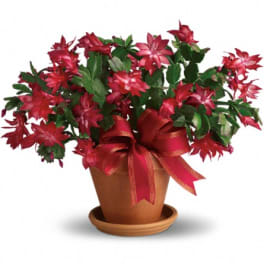Potted red holiday cactus with a ribbon bow and saucer