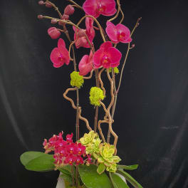 Pink orchids arranged in a tall planter with succulents.