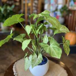 Potted green houseplant with arrow-shaped leaves in a white pot