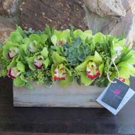 Green orchid and succulent arrangement in a wooden box