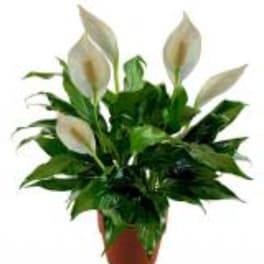 Potted peace lily plant with white blooms