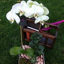 White orchids arranged in a decorative planter with succulents and stones