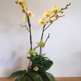 Yellow orchids in a decorative planter with broad green leaves