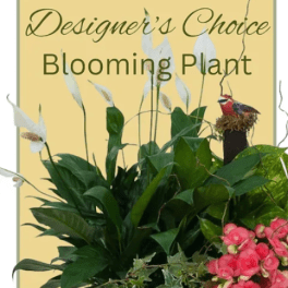 Blooming plant with white spathes and pink flowers in a decorative display