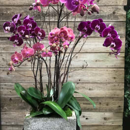 Potted orchid arrangement with pink and purple blooms in a stone planter