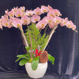 Pink orchid arrangement in a white pot with pinecones and red berries