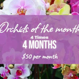Orchid blooms behind a purple promotional banner with pricing text.