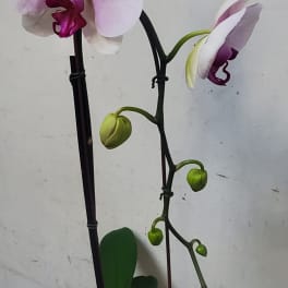 Potted pink and white orchid plant with blooms and buds
