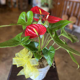 Red Anthurium Plant