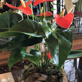 Potted anthurium plant with red flowers in a black container