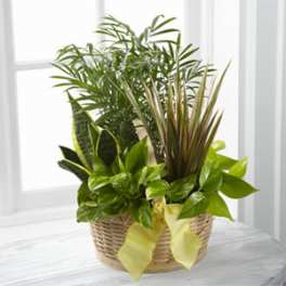 Basket of assorted green houseplants with a yellow ribbon