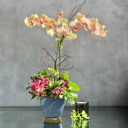 Peach Me Please