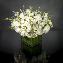 Designer's Choice - Isle of White
