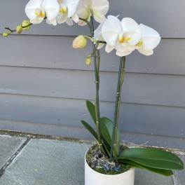 White orchid plant