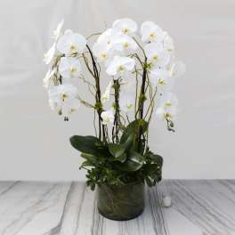 Mr. Jay - Sherman Oaks Florist