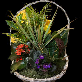 Mixed potted plants and small flowers arranged in a wicker basket