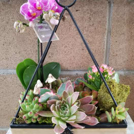 Succulent planter with a pink orchid and moss in a wooden box