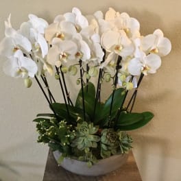 White orchid arrangement in a low bowl with succulents