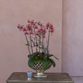 Pink orchid arrangement in a gold pedestal bowl on a table