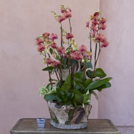 Potted orchid arrangement with pink blooms in a rustic container
