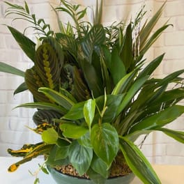 Lush green potted plant arrangement in a shallow bowl