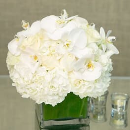 Pearl Elegance- Designers Choice