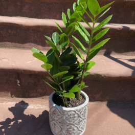 Potted ZZ Plant