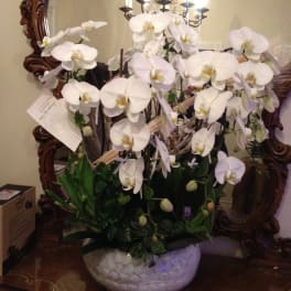 White orchid arrangement in a decorative ceramic bowl