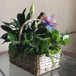 Basket of green potted plants with a colorful ribbon bow