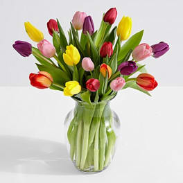 Tulips
