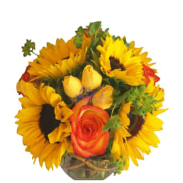 Suns glow