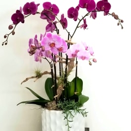 Potted orchid arrangement with pink and purple blooms in a white planter