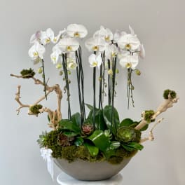 White orchids in a bowl planter with succulents and moss