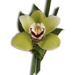 Single green orchid bloom with dark green leaves