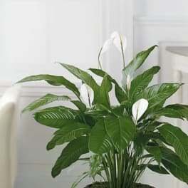 Potted peace lily plant with white blooms in a bright room