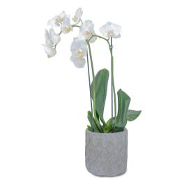White orchid plant in a textured gray pot